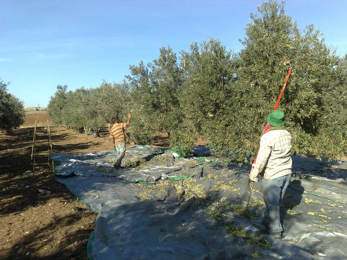 Вилла Peace Tent Kfar Rut Экстерьер фото